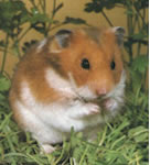 7645344zlaty.jpg